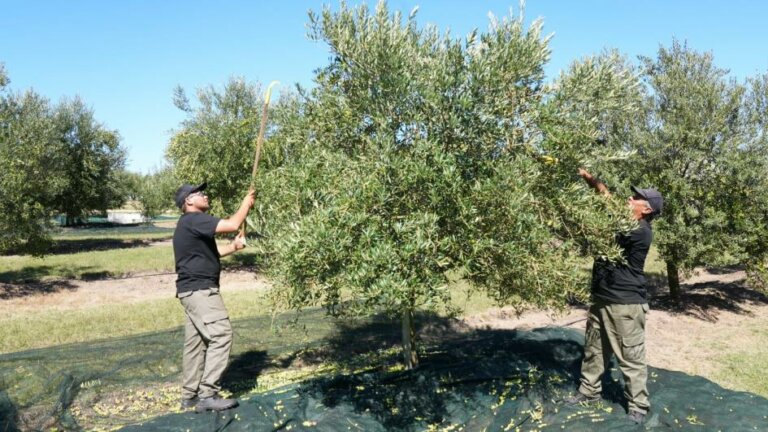 Lee más sobre el artículo El aceite de oliva uruguayo se luce en certamen internacional