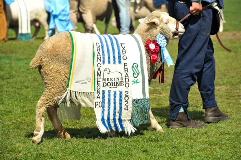 Lee más sobre el artículo La muestra agropecuaria premió a los grandes campeones