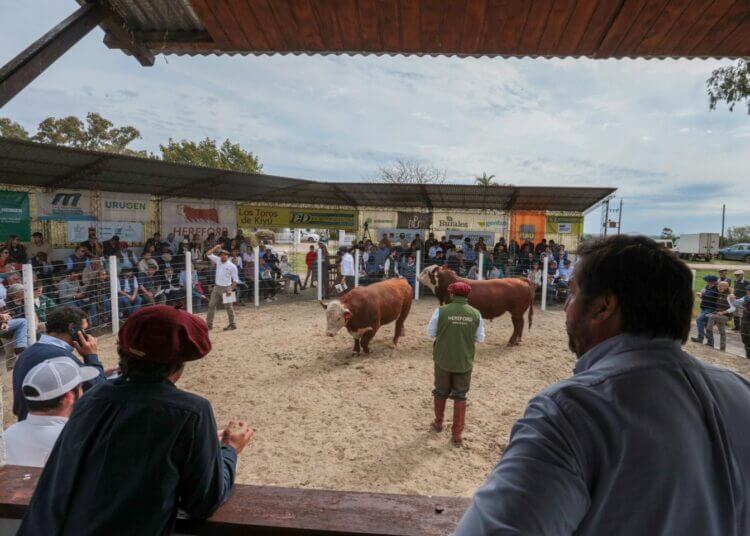 Lee más sobre el artículo Los toros de Kiyú hicieron un promedio de        US$ 3.617 por ejemplar en el arranque de la zafra