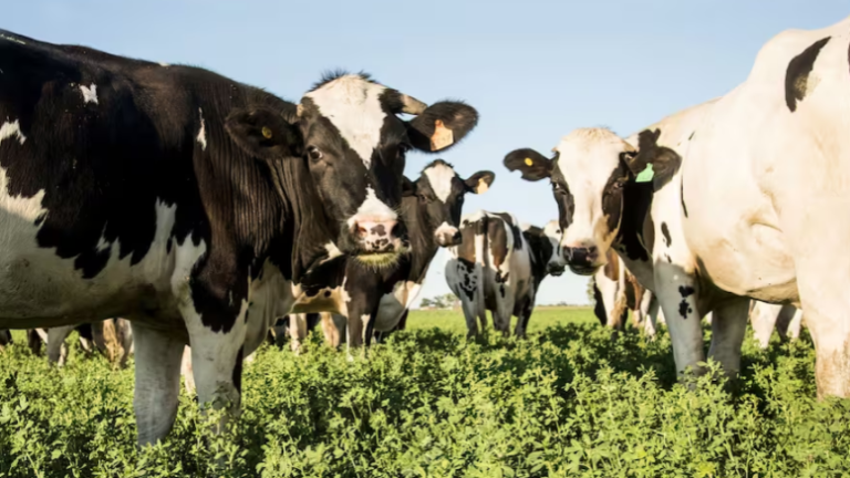 Lee más sobre el artículo Los riesgos de intoxicación del rodeo en los meses de primavera