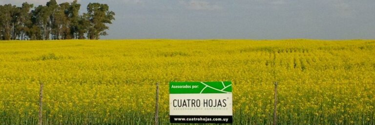 Lee más sobre el artículo El foco en los controles sanitarios para las plantaciones de invierno