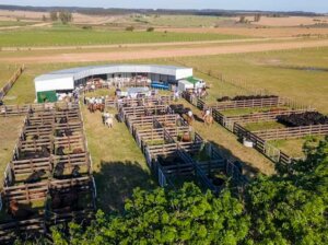 Lee más sobre el artículo La zafra de reproductores confirma sostenida inversión en genética