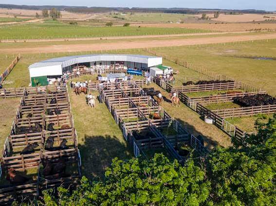 Lee más sobre el artículo La zafra de reproductores confirma sostenida inversión en genética