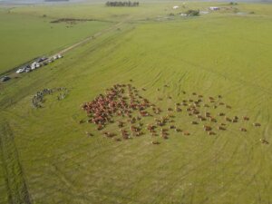Lee más sobre el artículo El herramienta para ganar entre ganaderos y arroceros