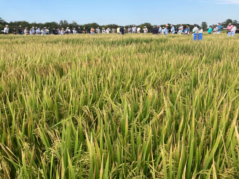 Lee más sobre el artículo La elevada rentabilidad promueve, además del incremento del área, la siembra de arroz en zonas del litoral