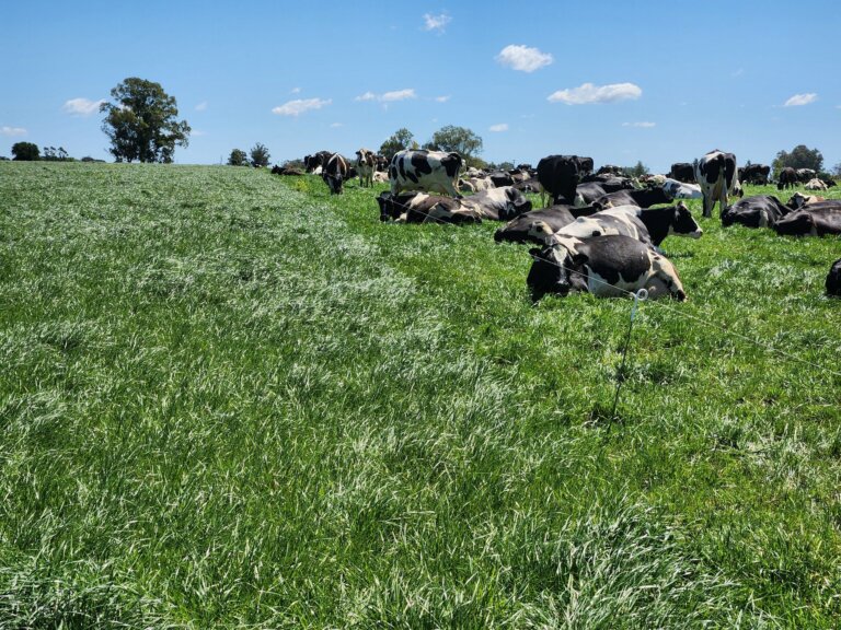 Lee más sobre el artículo La festuca Aprilia aporta eficiencia en las explotaciones ganaderas de carne y leche