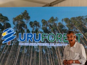Lee más sobre el artículo De árboles a pasturas: la experiencia de reconversión en Montes del Plata
