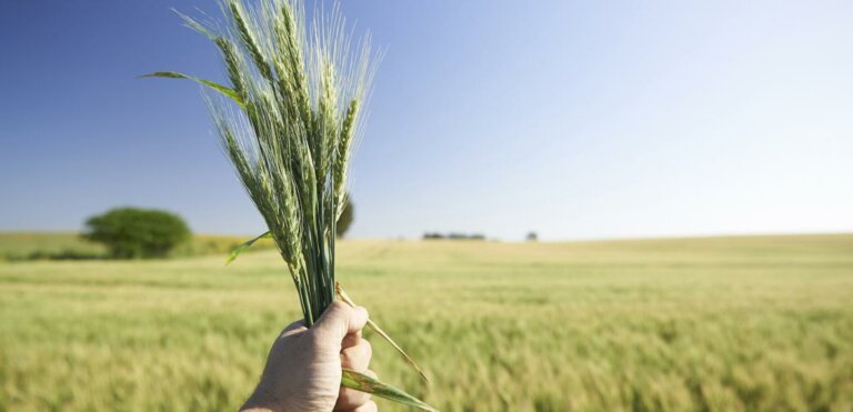 Lee más sobre el artículo Las lluvias aumentan el potencial de los cultivos agrícolas