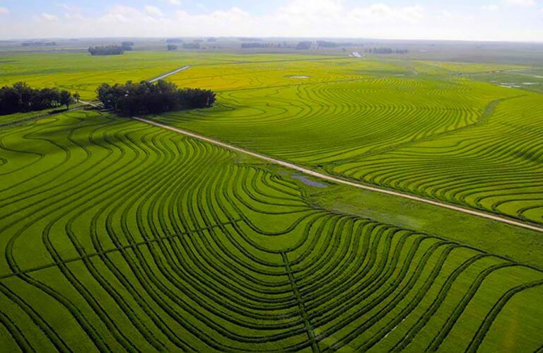 Lee más sobre el artículo Retraso en las siembras de arroz afectan al rubro