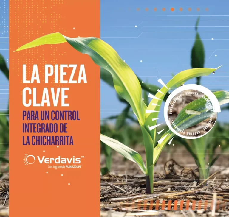 Lee más sobre el artículo Syngenta lanzó un insecticida foliar para controlar la chicharrita de maíz