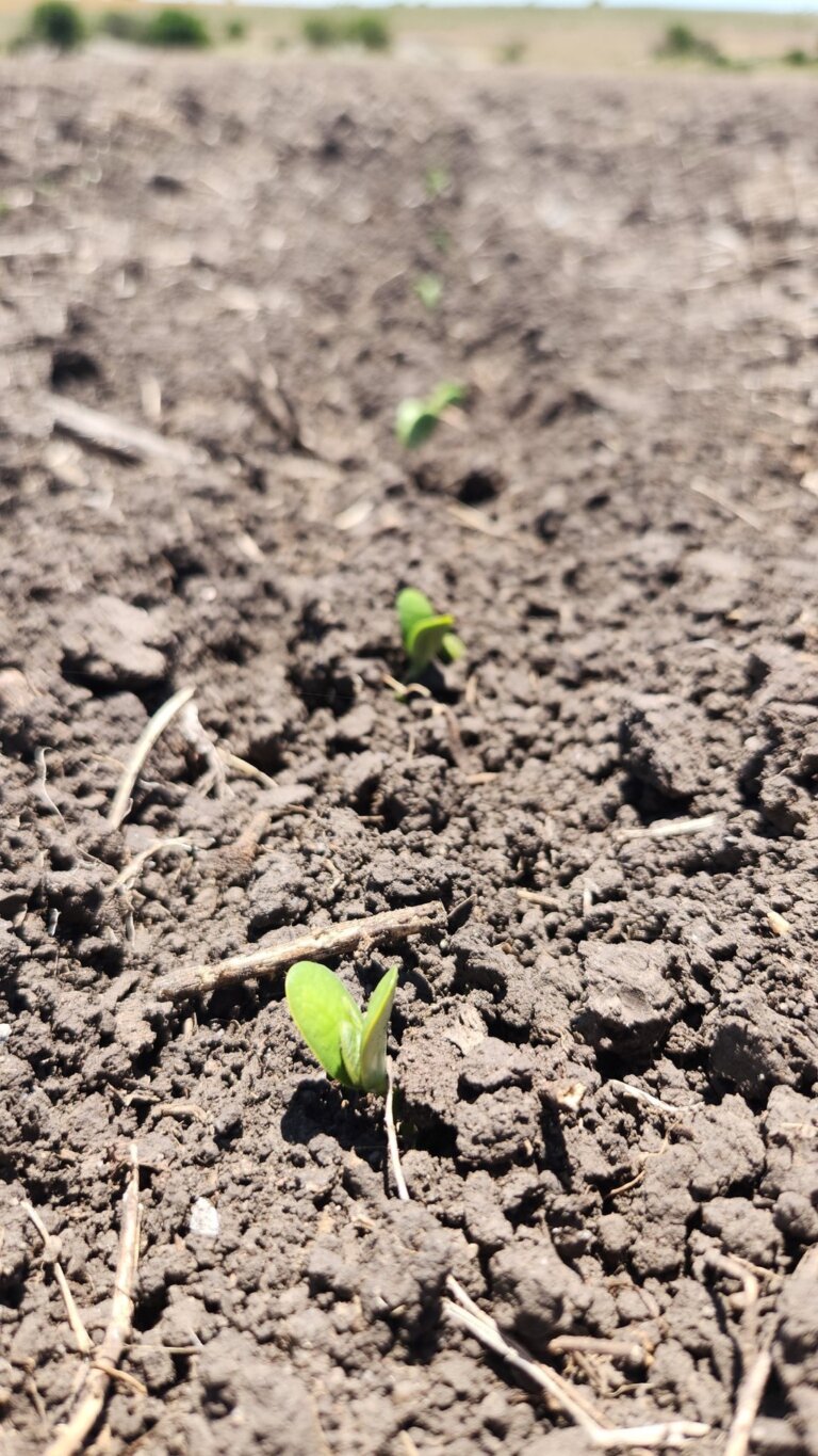 Lee más sobre el artículo El cultivo a cultivo en la zafra de invierno y verano