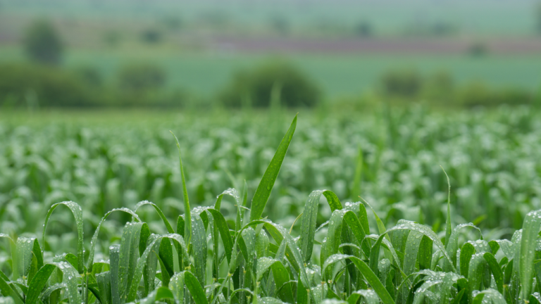 Lee más sobre el artículo Retornarán las lluvias para dar otro impulso al sector agrícola y ganadero
