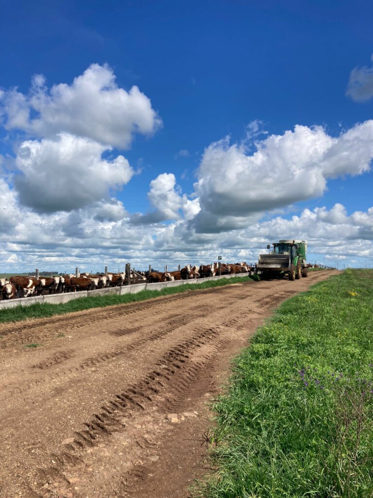 Lee más sobre el artículo Agrifirm planteó las claves del impacto del manejo nutricional en la calidad de la carne