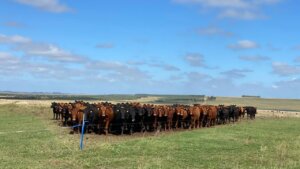Lee más sobre el artículo Producir y conservar en la integración entre árboles y vacas