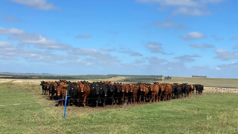 Lee más sobre el artículo Producir y conservar en la integración entre árboles y vacas