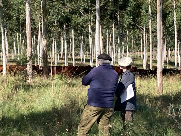 Lee más sobre el artículo Pocos árboles y mucho pasto para lograr mayores ingresos