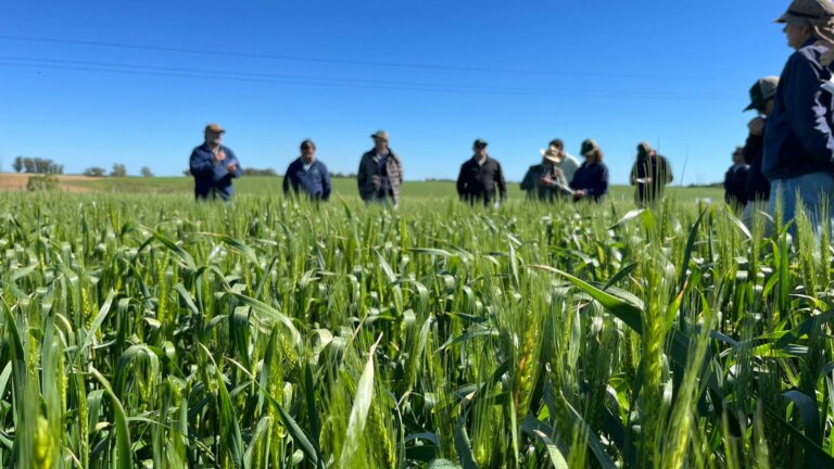 Lee más sobre el artículo Las claves agrícolas para captar volumen de kilos por hectárea