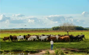 Lee más sobre el artículo Presentaron los nuevos rumbos para invertir en Paraguay