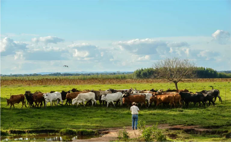 Lee más sobre el artículo Presentaron los nuevos rumbos para invertir en Paraguay