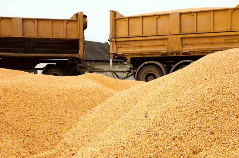 Lee más sobre el artículo El volumen y calidad de la cosecha de cereales genera problemas con los fletes
