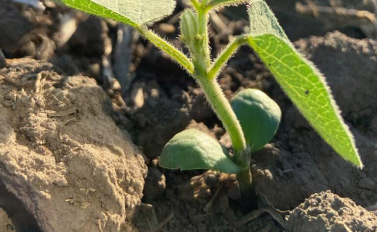 Lee más sobre el artículo El agricultor «echa el resto» en una compleja zafra para la soja