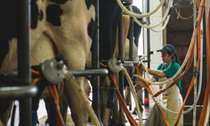 Lee más sobre el artículo Los CREA lecheros buscan hacer atractivo el tambo