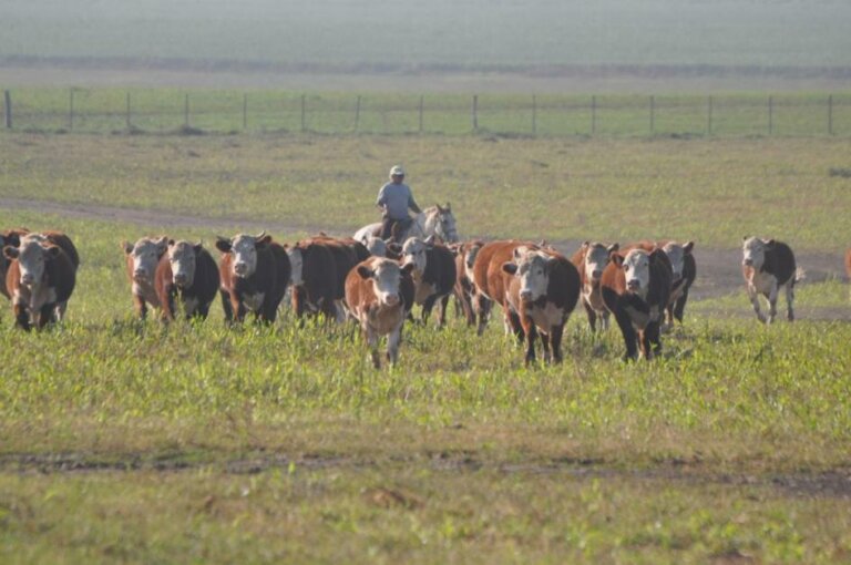 Lee más sobre el artículo Las medidas gremiales afectan la faena que cae en forma significativa a 43.570 vacunos