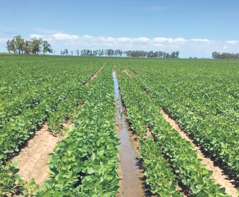 Lee más sobre el artículo Arroz y soja: el empuje que viene del riego