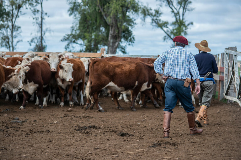 Lee más sobre el artículo Garrapata: la amenaza sobre las exportaciones de carne