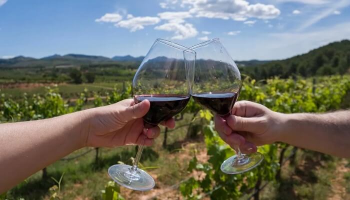 Lee más sobre el artículo El vino cultiva la amistad a poco de la cosecha