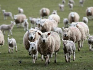 Lee más sobre el artículo Cuál es la responsabilidad de los linderos en la muerte de ovinos