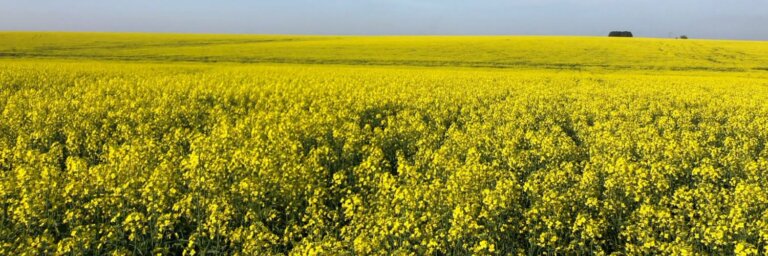 Lee más sobre el artículo Valor más allá del rendimiento en sorgo, maíz, girasol, canola y carinata