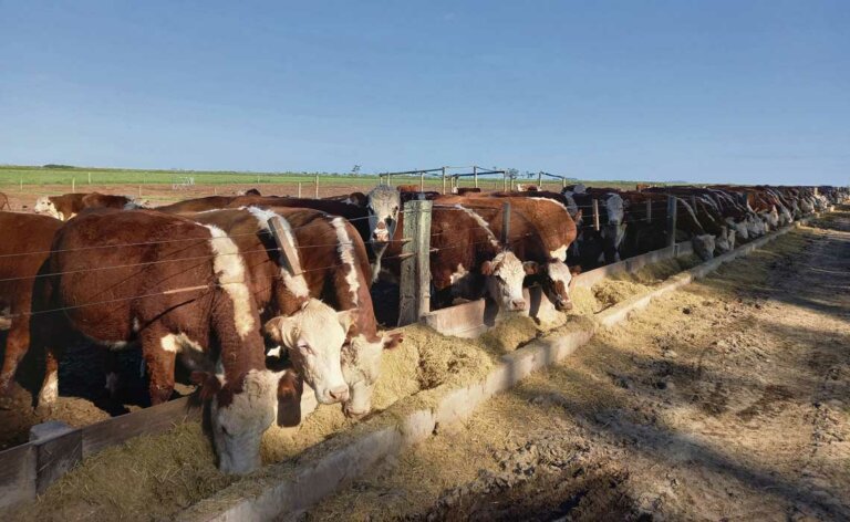 Lee más sobre el artículo Hereford aporta genética de punta para capitalizar un excepcional momento ganadero
