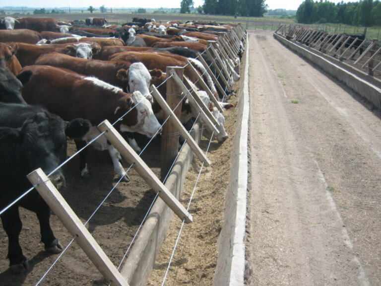 Lee más sobre el artículo El mercado futuro de novillos logró un valor de US$ 4,50 por kg en cuarta balanza para junio