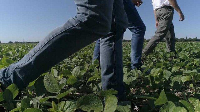 Lee más sobre el artículo La soja suma kilos pero lejos de despegar en su precio