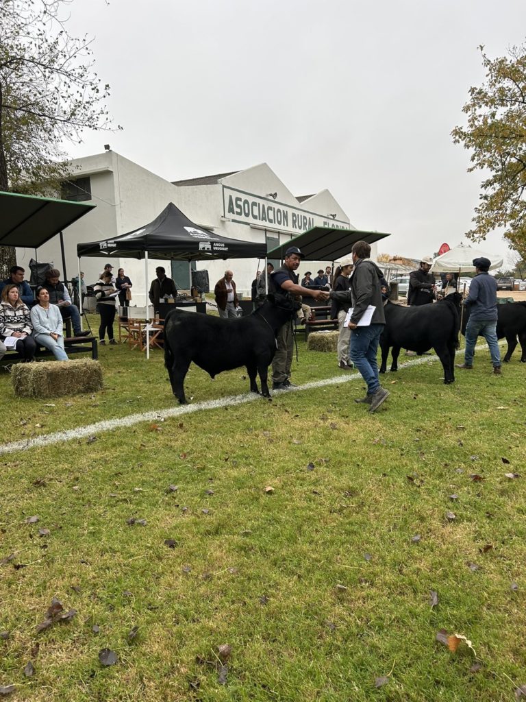 Lee más sobre el artículo Exitosa exposición y ventas Angus en la Rural de Florida