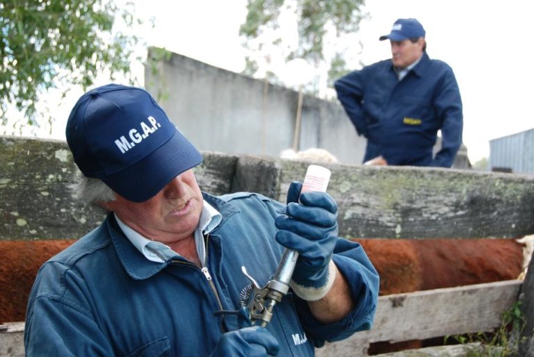Lee más sobre el artículo MGAP evaluó adelantos de vacunas y movimientos de excepción de las haciendas en campaña anti aftosa