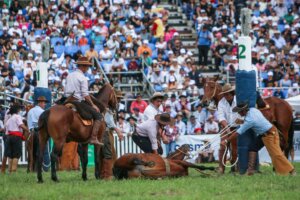 Lee más sobre el artículo Caballos, montas y destrezas en la semana más Criolla del año