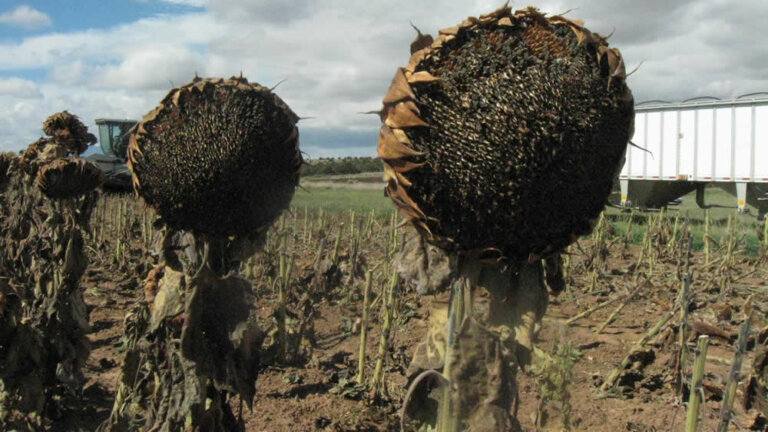 Lee más sobre el artículo El litoral logró un buen negocio con el girasol y tiene bandera de largada para la soja