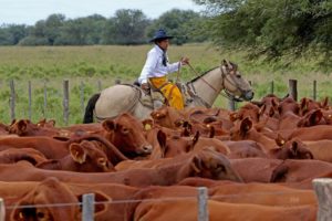 Lee más sobre el artículo El sector cárnico paraguayo supera todas las dificultades