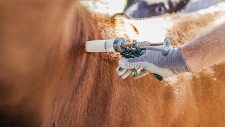 Lee más sobre el artículo La vacunación contra la aftosa en el centro de la estrategia de la sanidad animal