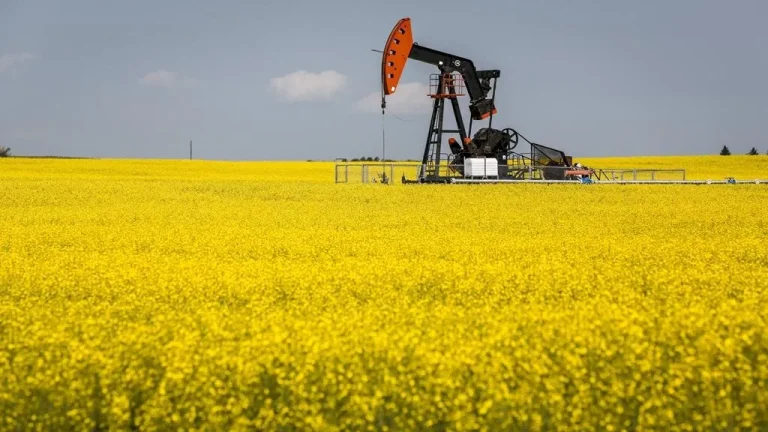 Lee más sobre el artículo Con márgenes ajustados, la zafra de invierno redobla el desafío productivo