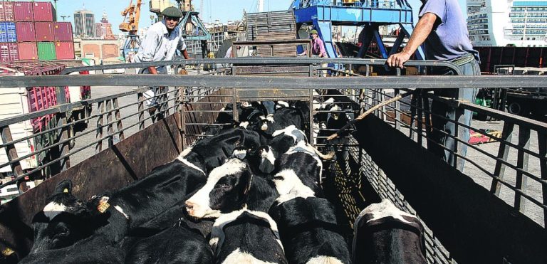 Lee más sobre el artículo Exportación de ganado lechero dinamiza el mercado en plena zafra de otoño