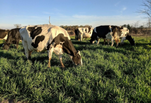 Lee más sobre el artículo Toxinas en Pastoreos de Avena Provocan Mortandad de Vacunos