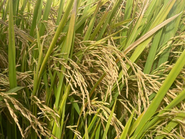 Lee más sobre el artículo Acuerdo de precio definitivo para la zafra de arroz 2023/24 en US$ 17,50 por bolsa