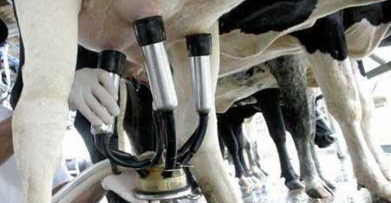 Lee más sobre el artículo Inale proyecta una leve recuperación en la producción y precios sostenidos de los lácteos