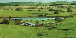 Lee más sobre el artículo En el Día Nacional de la Carne destacan el modelo sostenible y de alta calidad