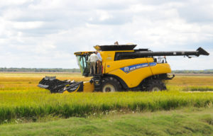 Lee más sobre el artículo La cosecha de arroz para la campaña 2024/2025 termina con un panorama positivo