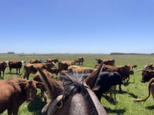 Lee más sobre el artículo Grupo Allana de India busca adquirir Frigorífico Colonia y establecerse en Uruguay