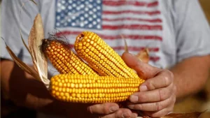 Lee más sobre el artículo El clima favorable en EE.UU. impulsa cultivos, pero persiste incertidumbre por el biodiésel
